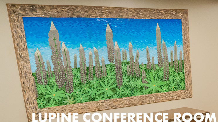 mosaic of lupine plants in field